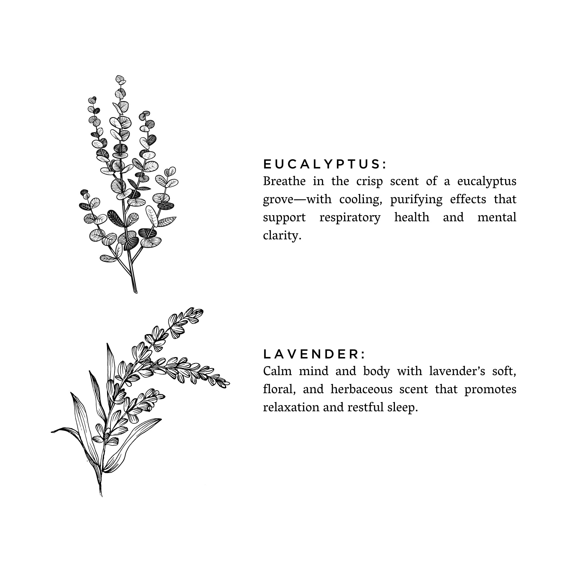 Eucalyptus + Lavender - Signature Soy Candle